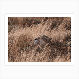 Mountain Lion Laying In Grass Art Print