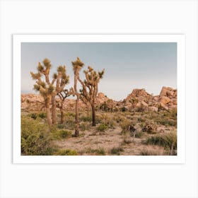 Patch Of Joshua Trees Art Print