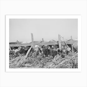 Cows Feeding At Large Dairy, San Angelo, Texas By Russell Lee Art Print