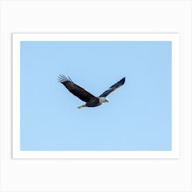 Eagle Flying With Wings In V Shape Art Print
