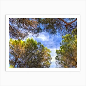 Pine Trees With Vibrant Color, Seen From Below And Blue Sky Background With Clouds Art Print