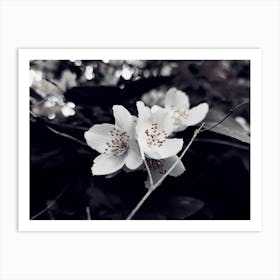 Black And White Flowers Art Print