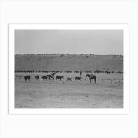 Cutting Out Calves From Herd, Roundup Near Marfa, Texas By Russell Lee Art Print