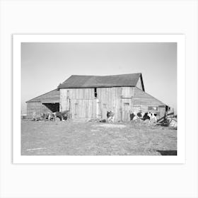 Barns And Cows On Frank Armstrong S Farm Near Marseilles, Illinois, Landlord Intends To Replace These Barns By Art Print