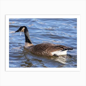 Goose In Winter Fy Art Print