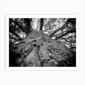 Black and White Tree Branches Looking Up To Sky Art Print