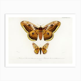 Emporor Moths, Charles Dessalines D'Orbigny Art Print