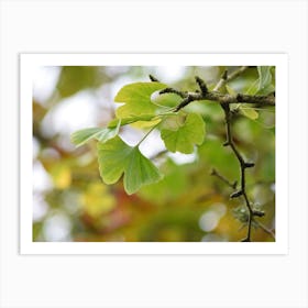 Ginkgo Leaves 2 Poster