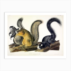 Fox Squirrel, John James Audubon Art Print