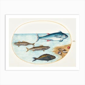 Four Fish And Shells (1575–1580), Joris Hoefnagel Art Print