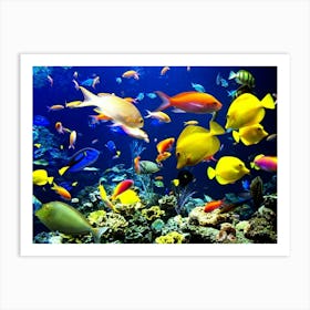 Colorful Fishes Art Print