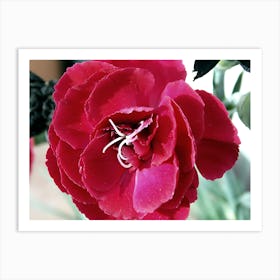 Red Flower. Art Print