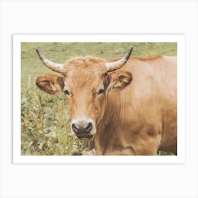 Brown Cow Scenery Art Print