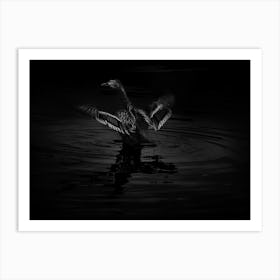 Black And White Duck In The Water With Open Wings Art Print