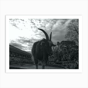 G.O.A.T. - Goat On A Tin-roof  Art Print