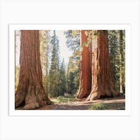 Eureka Redwood Forest Art Print
