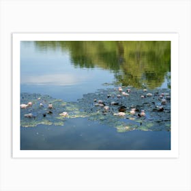 Water lilies and summer reflection in a pond Art Print