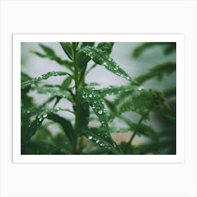 Dew Drops Art Print