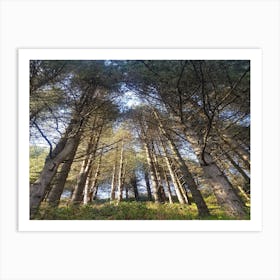 Pine Trees In The Forest 1 Art Print