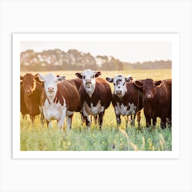 Herd Of Brown And White Cows Art Print