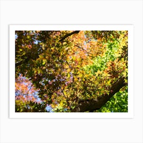 Treetops with colourful leaves in the autumn forest Art Print