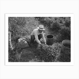 Sorting Chili Peppers Before Drying, Concho, Arizona By Russell Lee Art Print