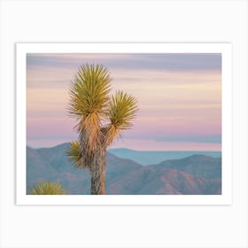 Yucca Tree Sunset Art Print