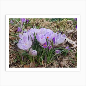 Crocus, the flower of Spring Art Print