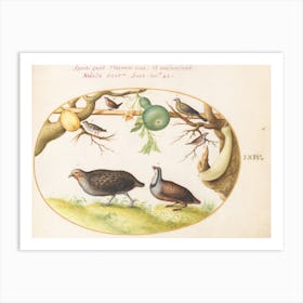 Two Partridges, A Wren, And Other Birds, Joris Hoefnagel Art Print