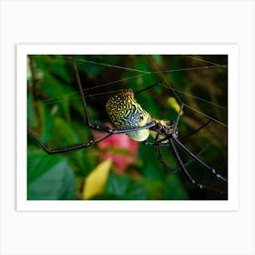 Black Widow Spider Art Print