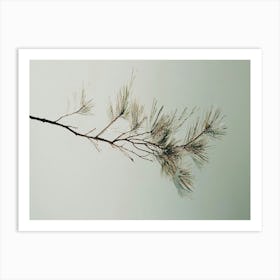 Pine Branch - Pine Stock Videos & Royalty-Free Footage Art Print