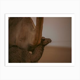 Baby camel protected by mom - Al Wathba Abu Dhabi UAE photo print - moody animal photography art Art Print Art Print