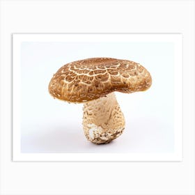 Fungus Isolated On White Art Print