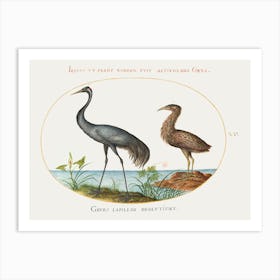 Crane And Bittern (1575–1580), Joris Hoefnagel Art Print