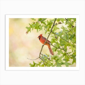 Cardinal In The Oak Tree Art Print