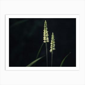 Grasses 2 Art Print