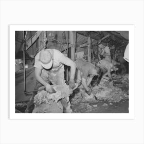 Sheep Being Shorn, Ranch In Malheur County, Oregon By Russell Lee Art Print