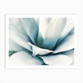 Blue Agave Art Print