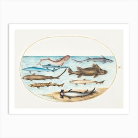 Nine Sharks (1575–1580), Joris Hoefnagel Art Print