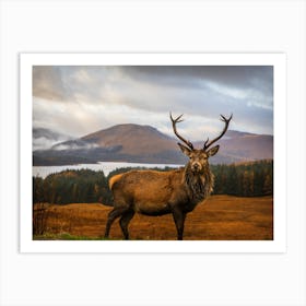 Scottish Stag Art Print