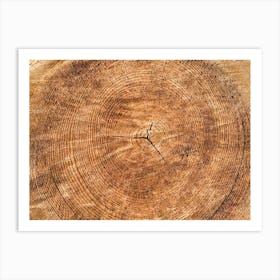 Tree Rings Art Print