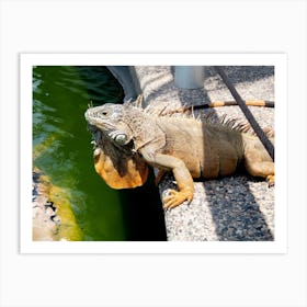 Iguana Art Print