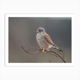 Young Kestrel Bird Art Print