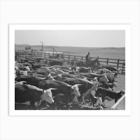 Cattle In Corral After Branding, Roundup Near Marfa, Texas By Russell Lee Art Print