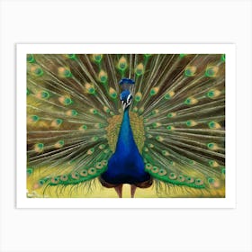 Peacock 1 Art Print