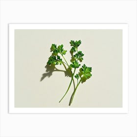 Parsley Stock Videos & Royalty-Free Footage Art Print