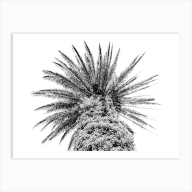 Black and White Botanical Palm Tree In Sicily Art Print