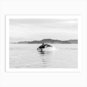 Black White Orca Whale Wildlife Art Print