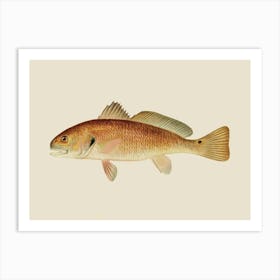 Denton Redfish With Chart 11509 Cream Background Art Print