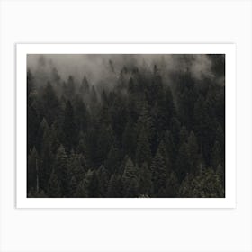 Misty Evergreen Forest Art Print